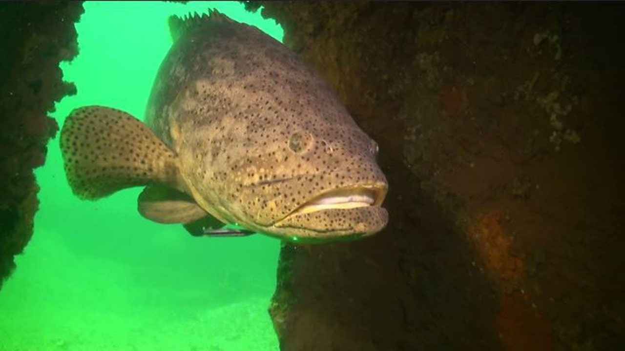 Florida may allow limited harvest of goliath grouper | FOX 13