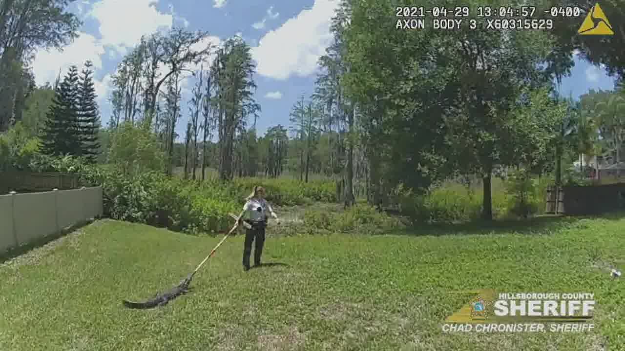 ‘I owe you a new broom’: Hillsborough County deputy gives gator ‘joyride’ back to pond on broomstick