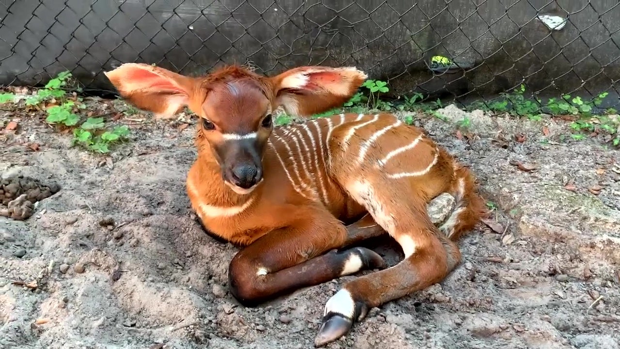 Bayi bongo yang dilahirkan di ZooTampa membantuBayi bongo yang dilahirkan di ZooTampa membantu  