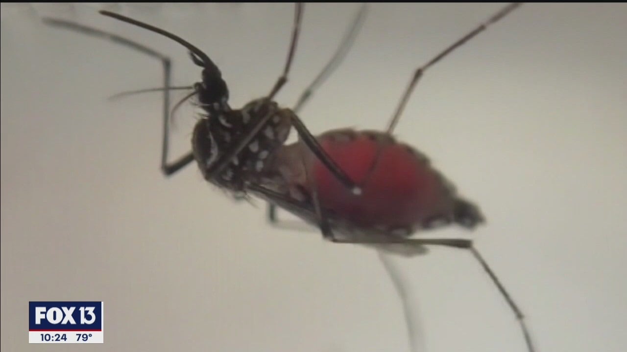 Deadly mosquito-borne virus found in Pasco County sentinel