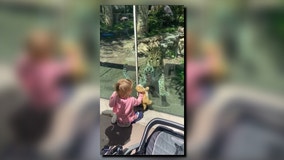 Toddler waves stuffed cat in front of Amur leopard at Philadelphia Zoo