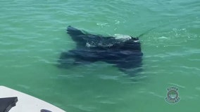 Giant manta ray swims near Sarasota police patrol boat