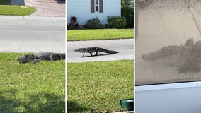 Unwelcome gator hangs out under Haines City woman’s carport