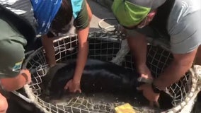 WATCH: Baby manatee found swimming alone rescued from Florida river