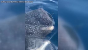 ‘I think he likes us’: 3 whale sharks surprise fishing captain, customers off Anna Maria Island