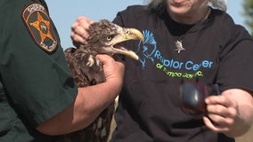 ‘It was life-changing': Polk County deputy releases rehabilitated bald eagle back into the wild