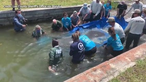 Manatee treated at ZooTampa after eating toxic algae released back into the wild