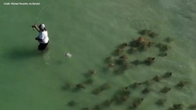 ‘Sneaky’ school of stingrays swims around oblivious fisherman off St. Pete Beach