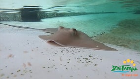ZooTampa's Stingray Bay will return with 'reimagined' touch tank after stingray deaths