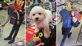 Auburndale police search for suspect whole stolen puppy worth $1,869 from pet store