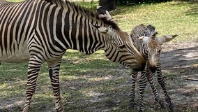 It's a boy! Baby zebra born at Disney's Animal Kingdom