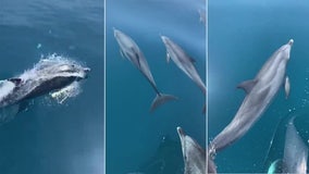 Incredible video shows dolphins swimming alongside boat off Clearwater