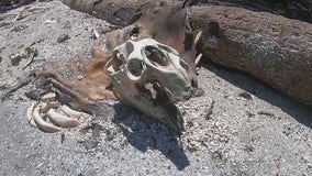 Manatee carcasses strewn across islands in Indian River Lagoon