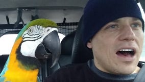 Viral video shows driver and his parrot singing duet