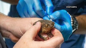 ZooTampa helps efforts to restore Puerto Rican crested toad population