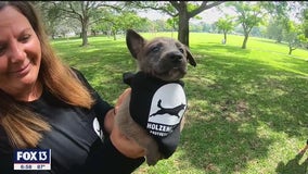 Breeder of law enforcement dogs giving pup to military veteran