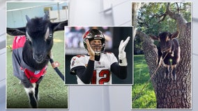 Brady the GOAT -- an actual goat -- needs a home