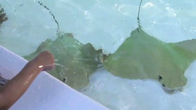 No answers yet after all stingrays in ZooTampa's touch tank found dead