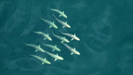 Florida wildlife officials eye shark encounters