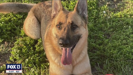 South Tampa community comes together to search for missing dog