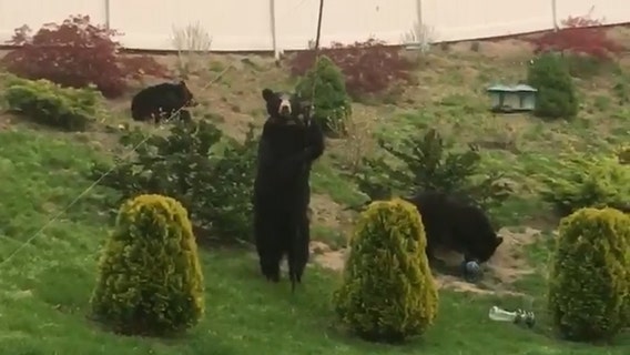 Mama bear and cubs caught looking for food in Massachusetts yard