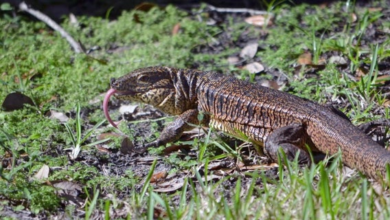 Residents on the lookout for exotic lizard running loose in Lakeland neighborhood