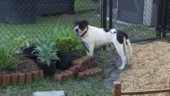 Pets adopted during pandemic are being surrendered at Seminole shelter as people head back to work