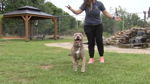 Facebook video series gives residents a behind-the-scenes look at the Hillsborough County Pet Resource Center