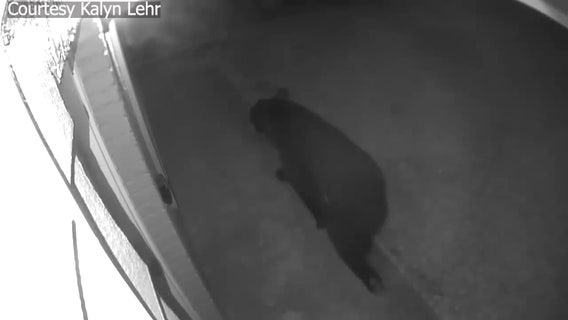 FWC tracking bear seen wandering through Pasco County neighborhood