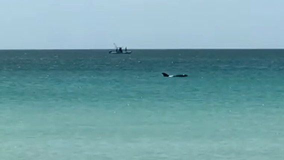 Debate continues over what type of whale was spotted off Pass-A-Grill Beach