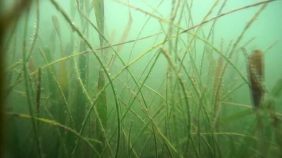 Environmentalists concerned about 13% seagrass decline in Tampa Bay