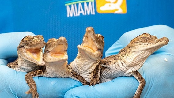 Critically endangered crocodiles hatch at Zoo Miami