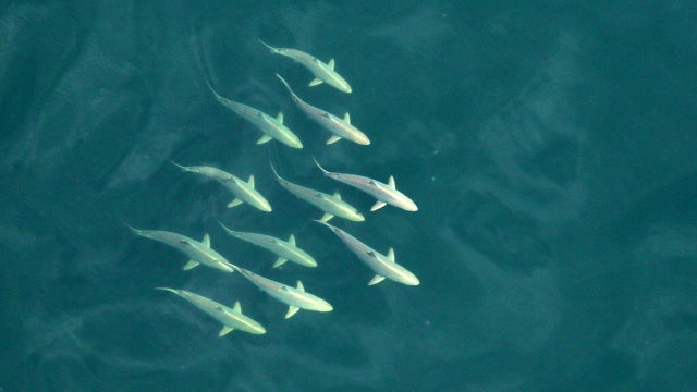 Florida wildlife officials eye shark encounters