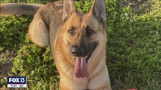 South Tampa community comes together to search for missing dog