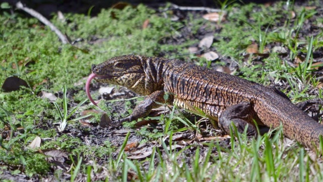 Residents on the lookout for exotic lizard running loose in Lakeland neighborhood