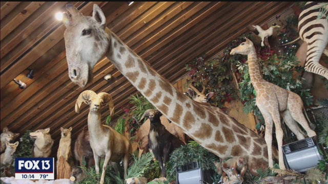 Take in a wild world of fish baskets, bison mountain oysters, and taxidermy at Clark's Fish Camp