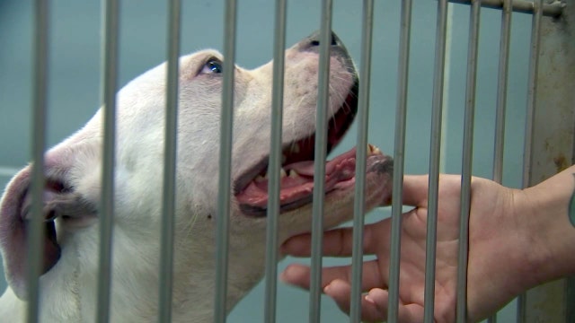 Clearwater police looking for person who dumped loving dog on roadside