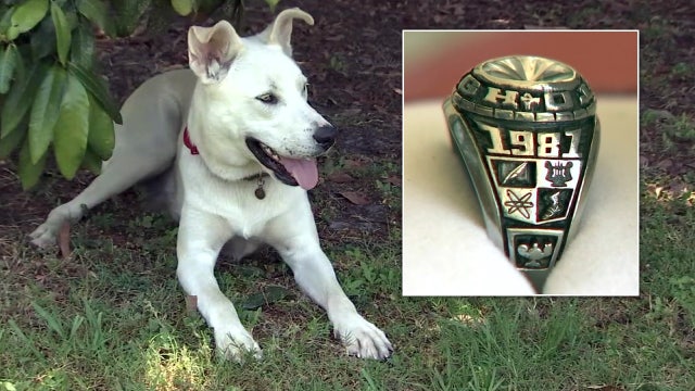 Decades-old class ring headed back to owner after dog digs up long-lost treasure