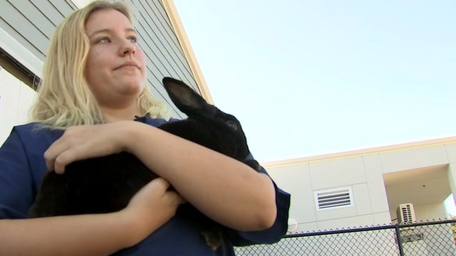 Magnet high school students start early careers in veterinary science