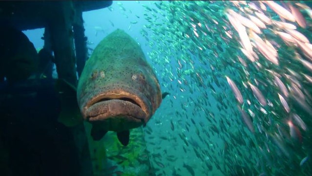 Applications for the 2026 Goliath grouper season now being accepted