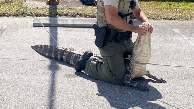 'Hangry' gator chases pedestrians through Wendy's parking lot in southwest Florida