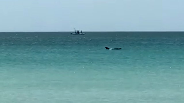 Debate continues over what type of whale was spotted off Pass-A-Grill Beach