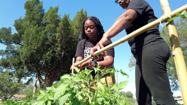 Downtown St. Pete farm feeds community, fertilizes young minds