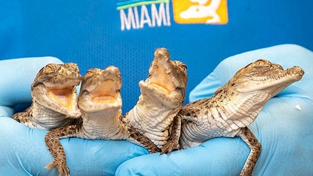 Critically endangered crocodiles hatch at Zoo Miami