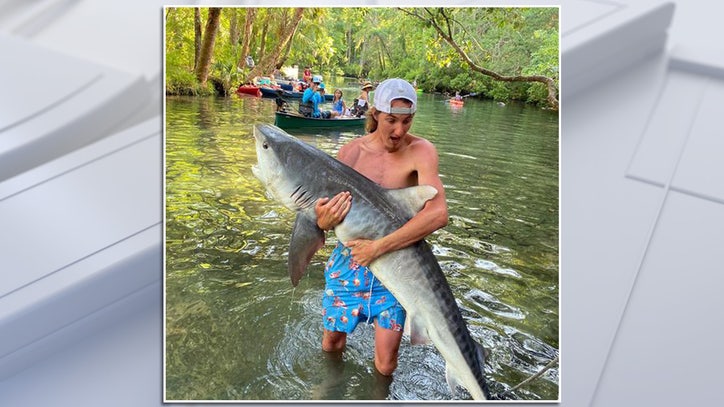FWC investigating photos showing boaters posing after apparently capturing young tiger shark - Vimarsana News