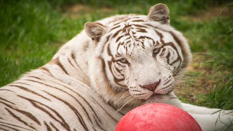 tiger rescued