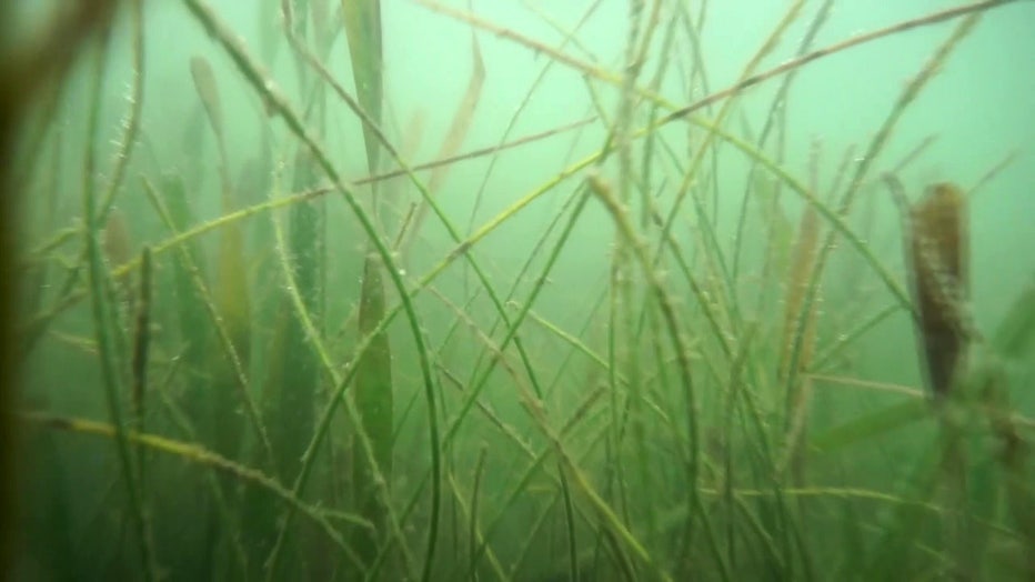 seagrass