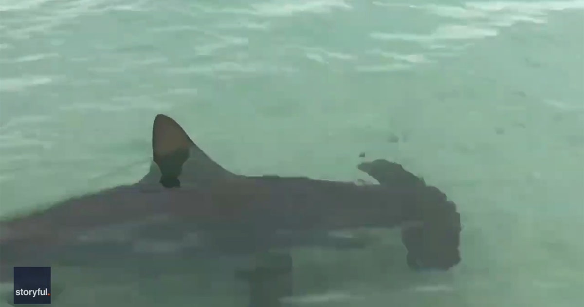 Video: Florida beachgoers circled by hammerhead sharks | FOX 13 Tampa Bay