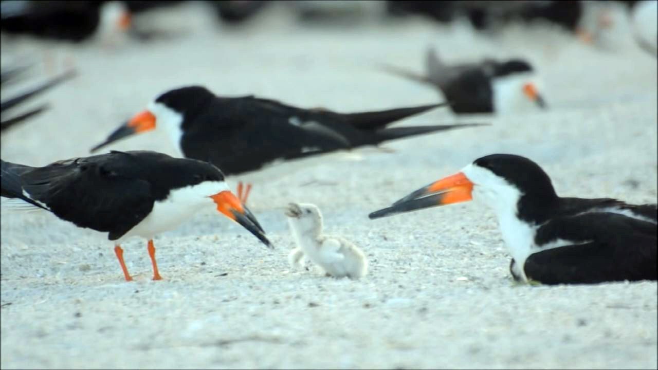 FWC looking for suspect after someone threw firework into black skimmer nesting area - Vimarsana News