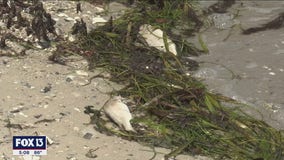 Expert: Variety of sources could be enhancing red tide bloom